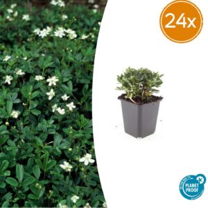 thumbnail_6000-294.jpg Potentilla tridentata 'Nuuk' | 24 stuks