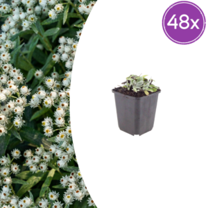 thumbnail_6000-2952.png Anaphalis triplinervis | 48 stuks