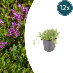 thumbnail_6000-2961.png Thymus serpyllum | 12 stuks