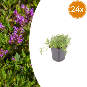 thumbnail_6000-2966.png Thymus serpyllum | 24 stuks