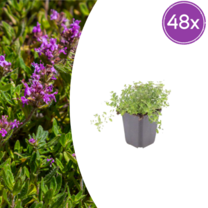 thumbnail_6000-2971.png Thymus serpyllum | 48 stuks
