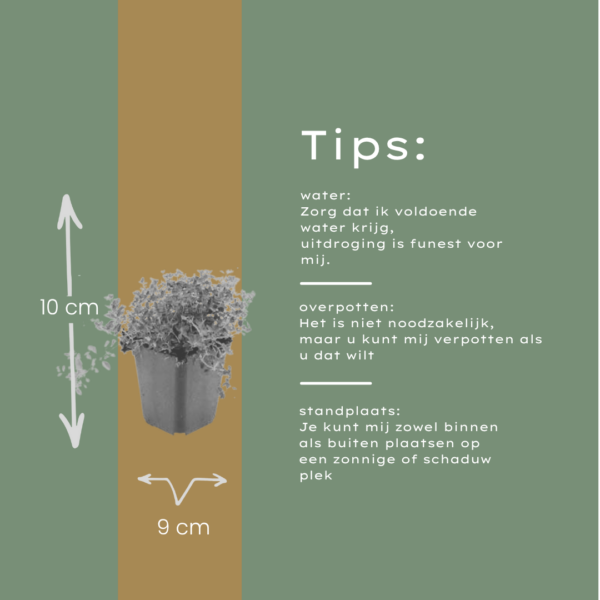 Thymus serpyllum | 60 stuks