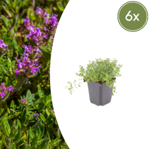 Thymus serpyllum | 6 stuks
