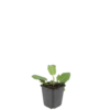 Salvia nem. 'Mainacht' | 24 stuks