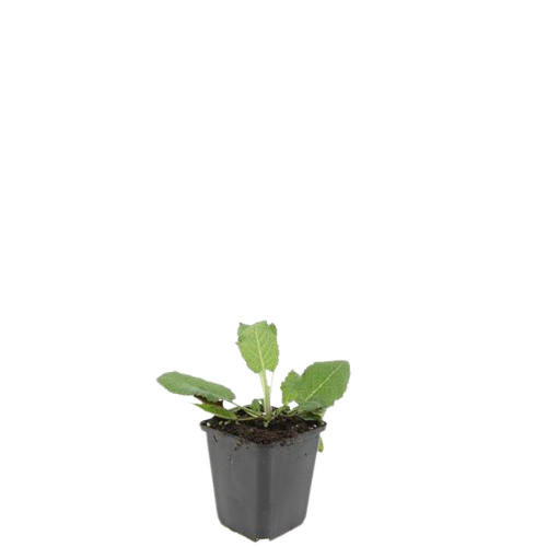 Salvia nem. 'Mainacht' | 24 stuks