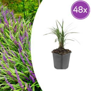 Liriope muscari 'Moneymaker' | 48 stuks