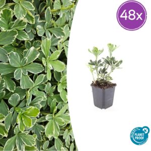 thumbnail_6000-30.jpg Pachysandra term. 'Variegata' | 48 stuks