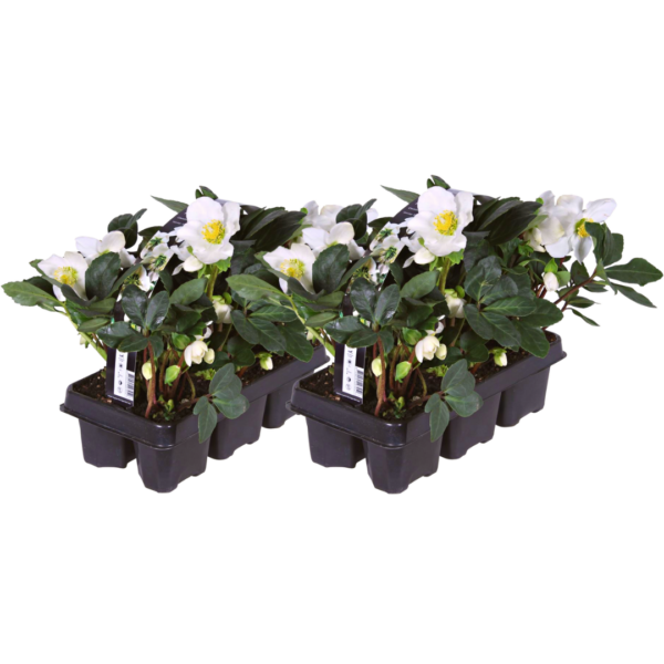 Helleborus niger ‘Christmas Carol’ – Set van 12 Kerstrozen (2 x Sixpack)