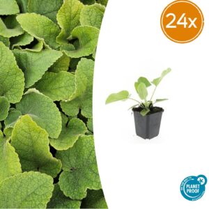 thumbnail_6000-306.jpg Phlomis russeliana | 24 stuks