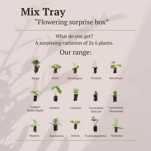 Mix Tray – 12 Pluggen | Laat je Verrassen door een Kleurrijke Plantenmix!