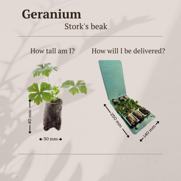 Geranium – 6 Pluggen | Kweek & Geniet van een Kleurrijke Tuin