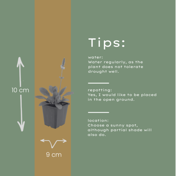 Stachys mon. 'Hummelo' | 48 stuks