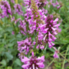 Stachys mon. 'Hummelo' | 48 stuks