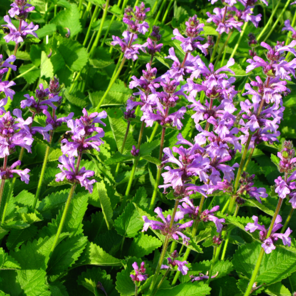 Stachys mon. 'Hummelo' | 48 stuks