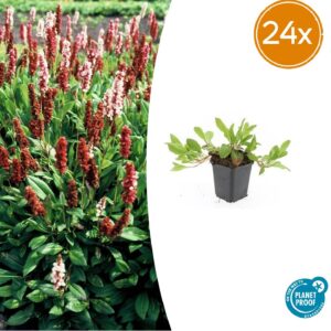 thumbnail_6000-326.jpg Persicaria aff. 'Darjeeling Red' | 24 stuks