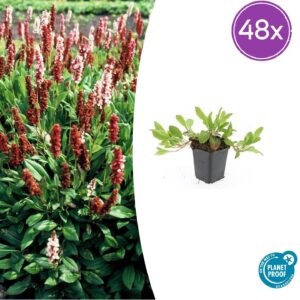 thumbnail_6000-332.jpg Persicaria aff. 'Darjeeling Red' | 48 stuks