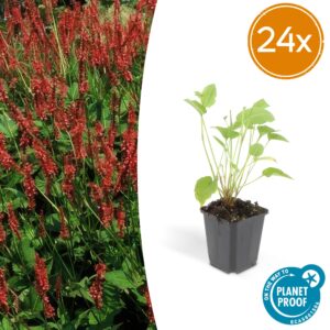 thumbnail_6000-338.jpg Persicaria amplexicaulis | 24 stuks