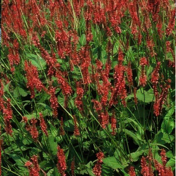 Persicaria amplexicaulis | 24 stuks
