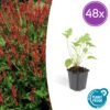 Persicaria amplexicaulis | 48 stuks