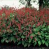 Persicaria amplexicaulis | 48 stuks