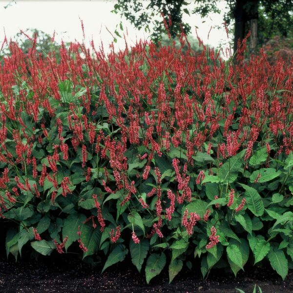 Persicaria amplexicaulis | 48 stuks