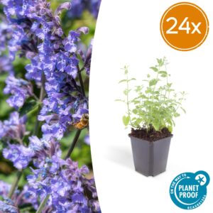 thumbnail_6000-350.jpg Nepeta 'Six Hills Giant' | 24 stuks
