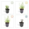 Nepeta 'Six Hills Giant' | 24 stuks
