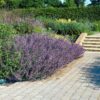 Nepeta 'Six Hills Giant' | 24 stuks