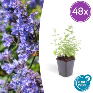thumbnail_6000-356.jpg Nepeta 'Six Hills Giant' | 48 stuks