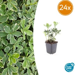 thumbnail_6000-36.jpg Pachysandra term. 'Variegata' | 24 stuks