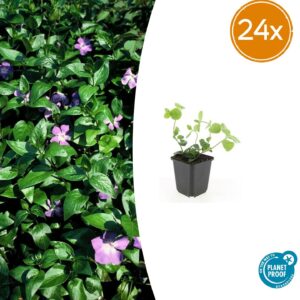 thumbnail_6000-376.jpg Vinca major | 24 stuks