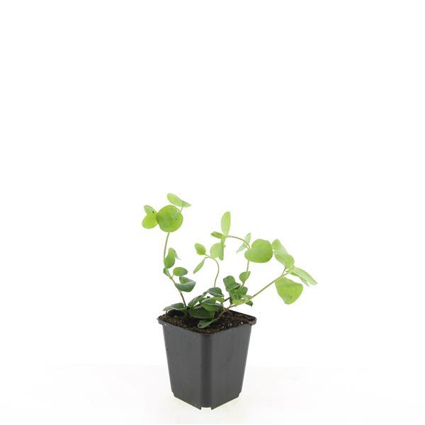 Vinca major | 48 stuks