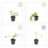 Vinca major | 48 stuks