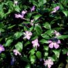 Vinca major | 48 stuks