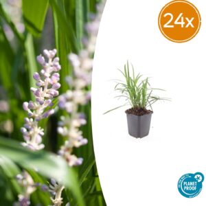 thumbnail_6000-390.jpg Liriope muscari 'Monroe White' | 24 stuks