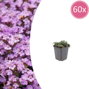 thumbnail_6000-40.png Thymus praecox 'Purple Beauty' | 60 stuks