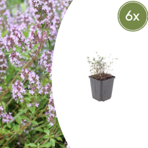 thumbnail_6000-41.png Thymus vulgaris | 6 stuks