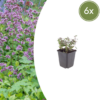 Origanum laevigatum 'Herrenhausen' | 6 stuks