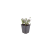 Origanum laevigatum 'Herrenhausen' | 6 stuks