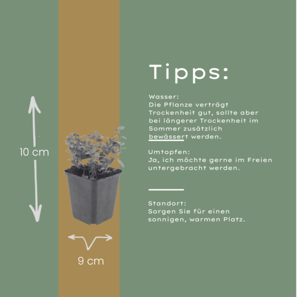 thumbnail_6000-420.png Origanum laevigatum 'Herrenhausen' | 6 stuks