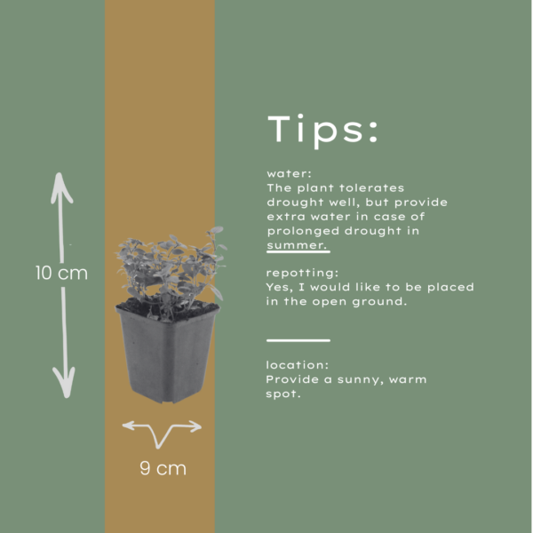 thumbnail_6000-421.png Origanum laevigatum 'Herrenhausen' | 6 stuks