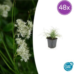 thumbnail_6000-422.jpg Luzula nivea | 48 stuks