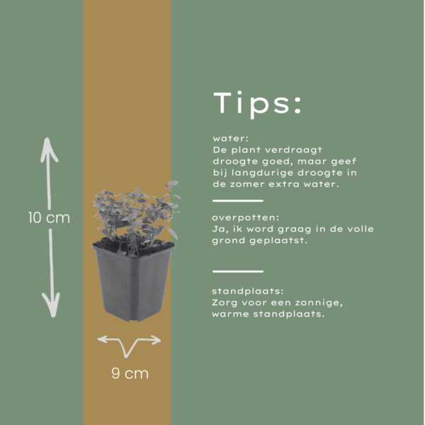 thumbnail_6000-422.png Origanum laevigatum 'Herrenhausen' | 6 stuks