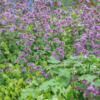 Origanum laevigatum 'Herrenhausen' | 6 stuks
