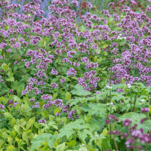 thumbnail_6000-423.png Origanum laevigatum 'Herrenhausen' | 6 stuks