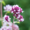 Origanum laevigatum 'Herrenhausen' | 6 stuks