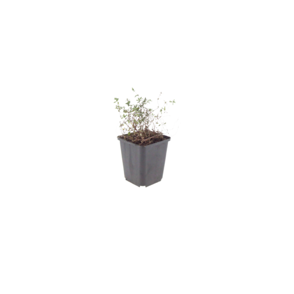 thumbnail_6000-44.png Thymus vulgaris | 6 stuks