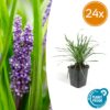 Liriope muscari 'Big Blue' | 24 stuks