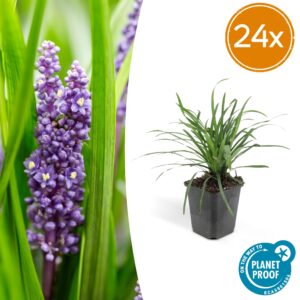 thumbnail_6000-442.jpg Liriope muscari 'Big Blue' | 24 stuks