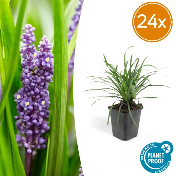 Liriope muscari 'Big Blue' | 24 stuks